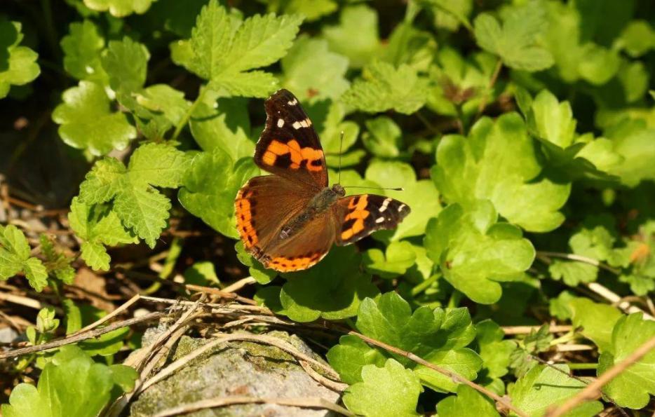 第六次灭绝来了?科学家计划送精子卵子上太空,含50个人类样本