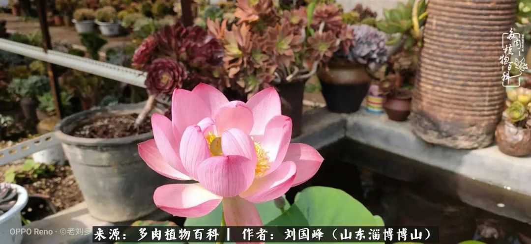 多肉植物大王叫我来巡山,大王叫我来巡山绿植