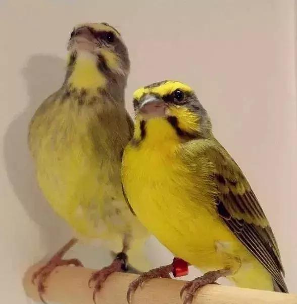 金青和韩立,金青的繁育