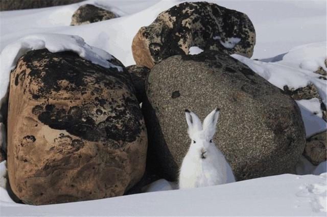 北极有一只兔子,北极有兔子