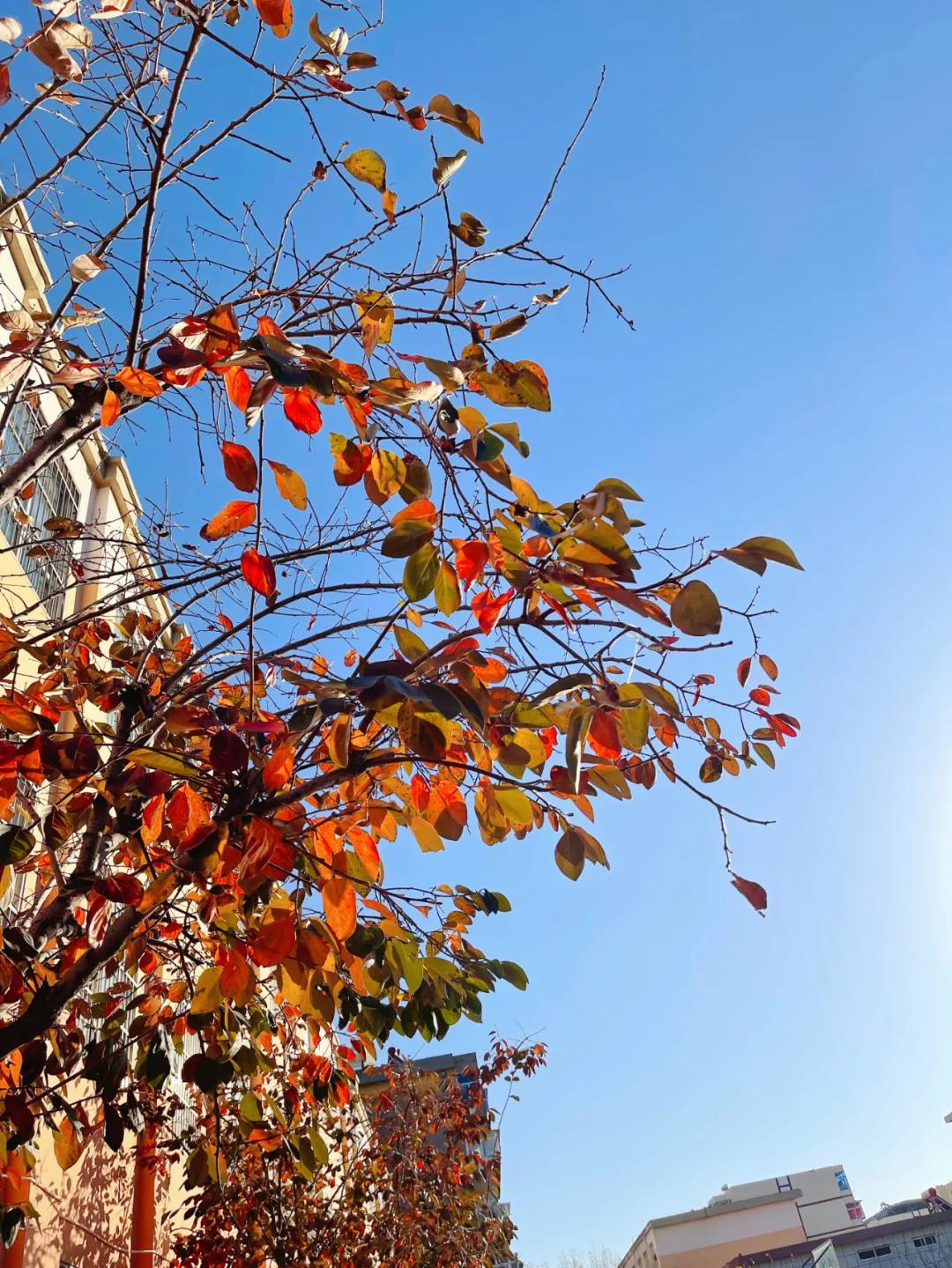 石家庄裕东小学东校区,石家庄裕东小学片内校区