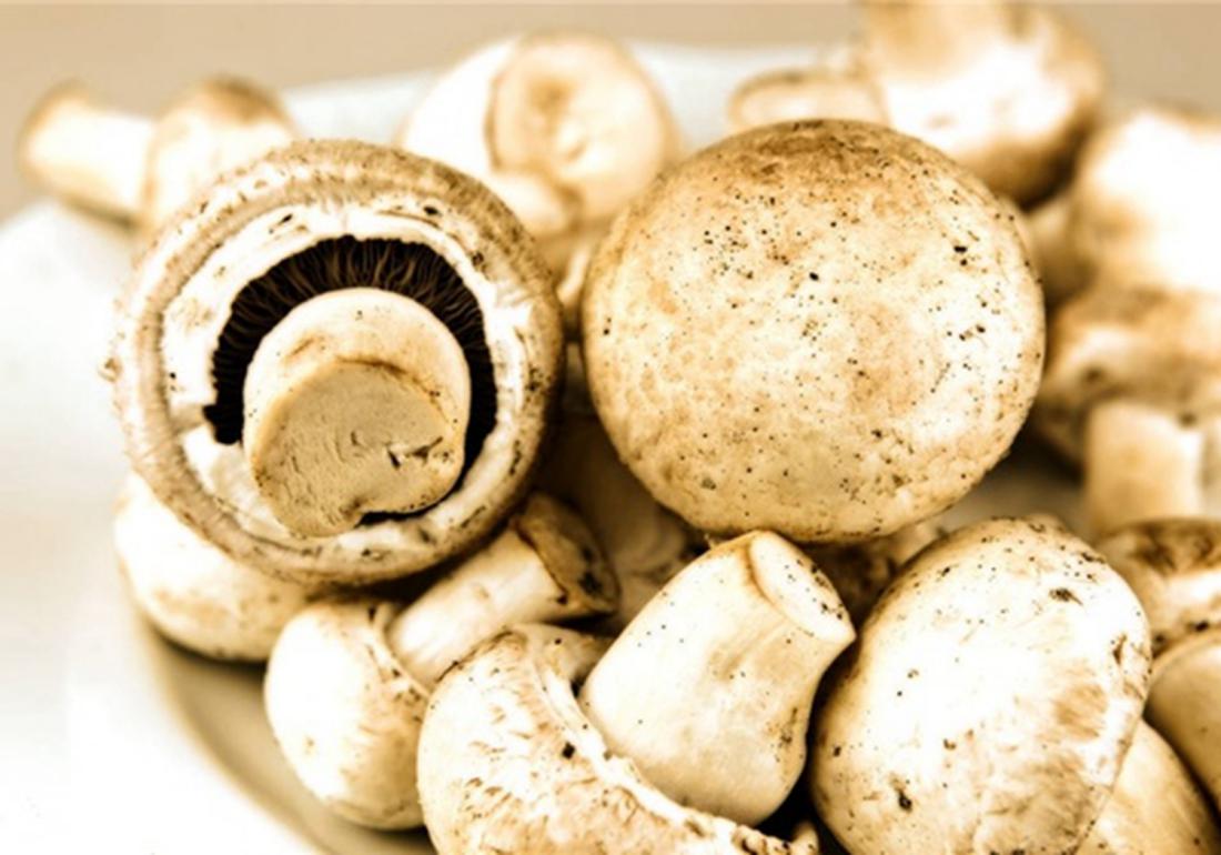 双孢菇种植技术和管理,双孢菇种植需要什么条件