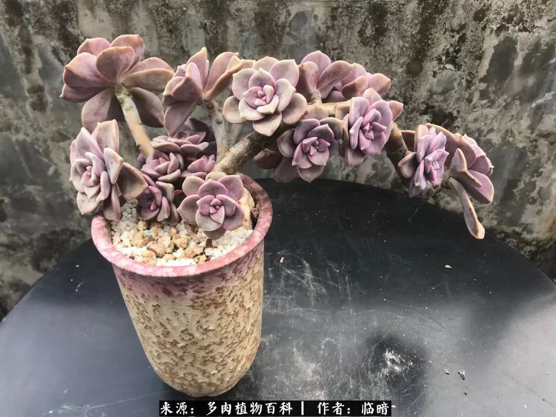 多肉带给我的感情,多肉给人们带什么作用