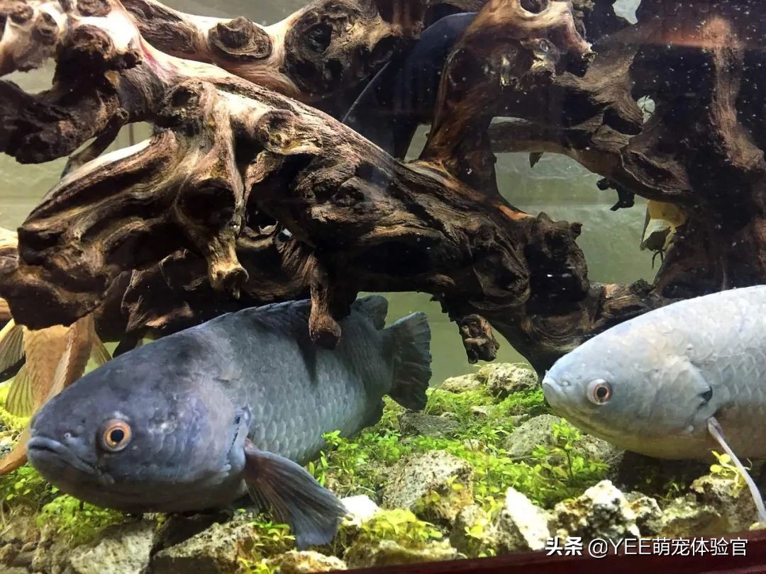 攀鲈爱吃什么东西,攀鲈最喜欢吃啥