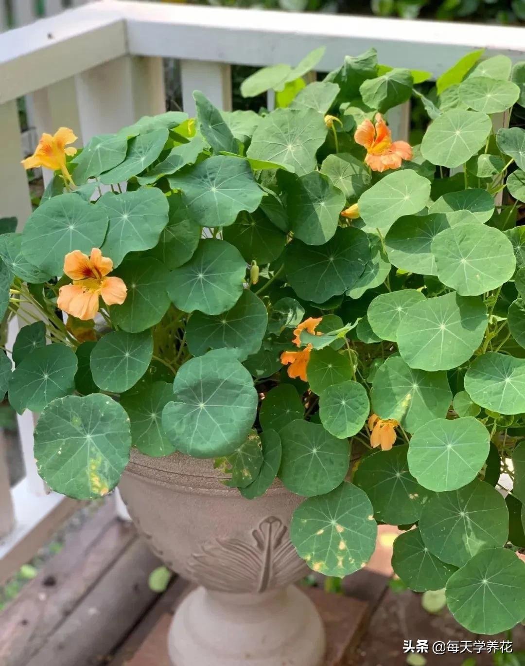 8种夏天常吃的花，清热降火，越吃越健康