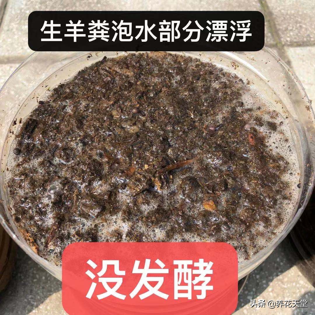怎么判断羊粪水发酵好了,买的羊粪是黑色的小颗粒是真的吗
