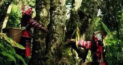 中国六大普洱茶山,普洱真正的六大茶山