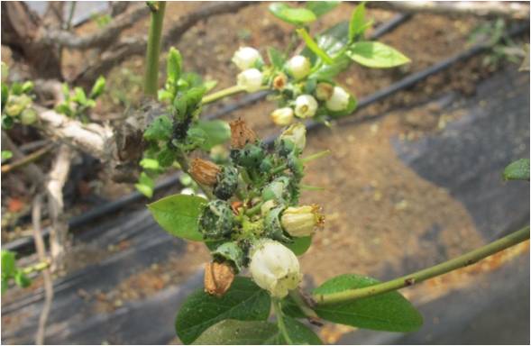 蓝莓园害虫的症状和防治,蓝莓地下害虫蛴螬防治