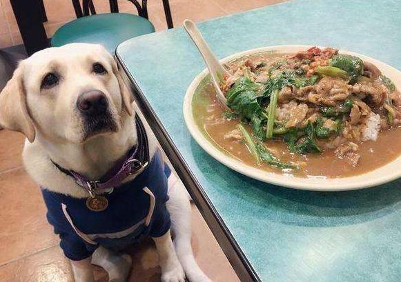 狗狗吃剩饭剩菜为什么还那么健康,为什么不要给狗狗吃剩饭剩菜