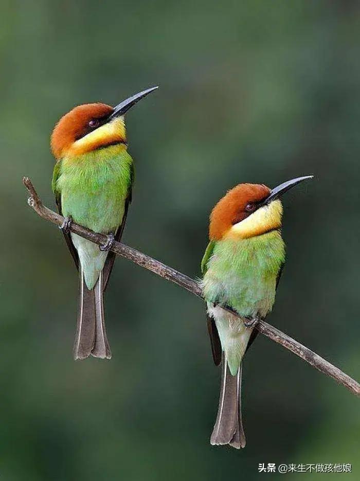 《金思维》中国人婚龄的35个比喻！