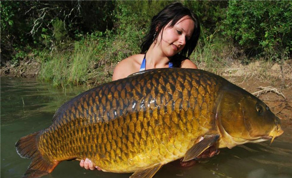 买鲫鱼和鲤鱼有什么区别,买鲫鱼大的好还是小的好