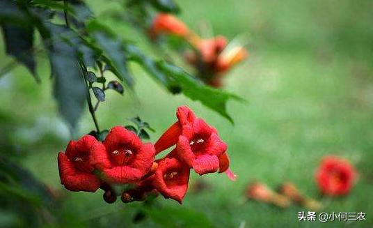 小红花移栽的方法,红花倒水莲种植