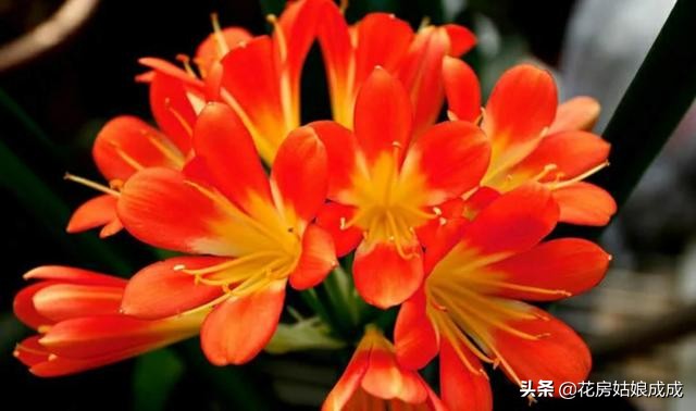 君子兰夹箭用鸡蛋能长出花箭吗,君子兰夹箭最好的处理办法