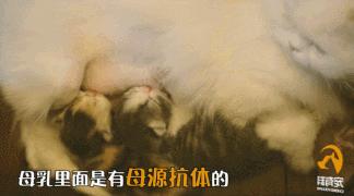 宠物疫苗怎么打,宠物狗每年都需要打狂犬疫苗吗