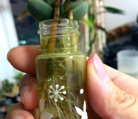 鹿角海棠叶子为何发皱,鹿角海棠干瘪发皱了如何救活