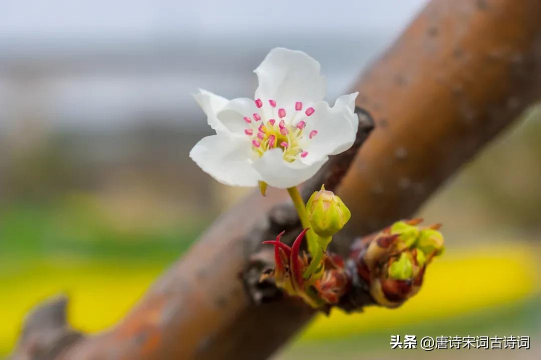 梨花片片雪,梨花片片随风落的下一句