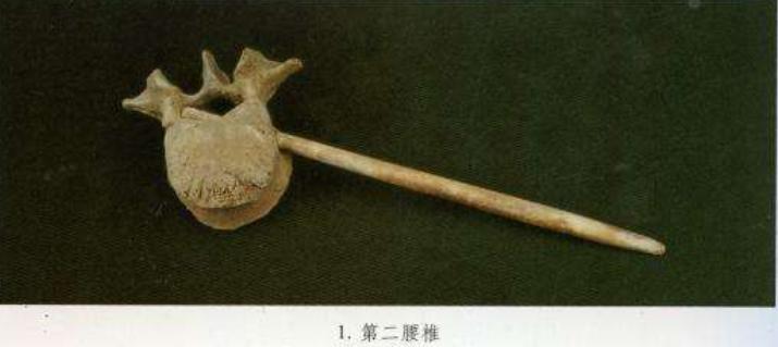 古墓挖出47个少女尸骨,古墓出土22具女骸骨