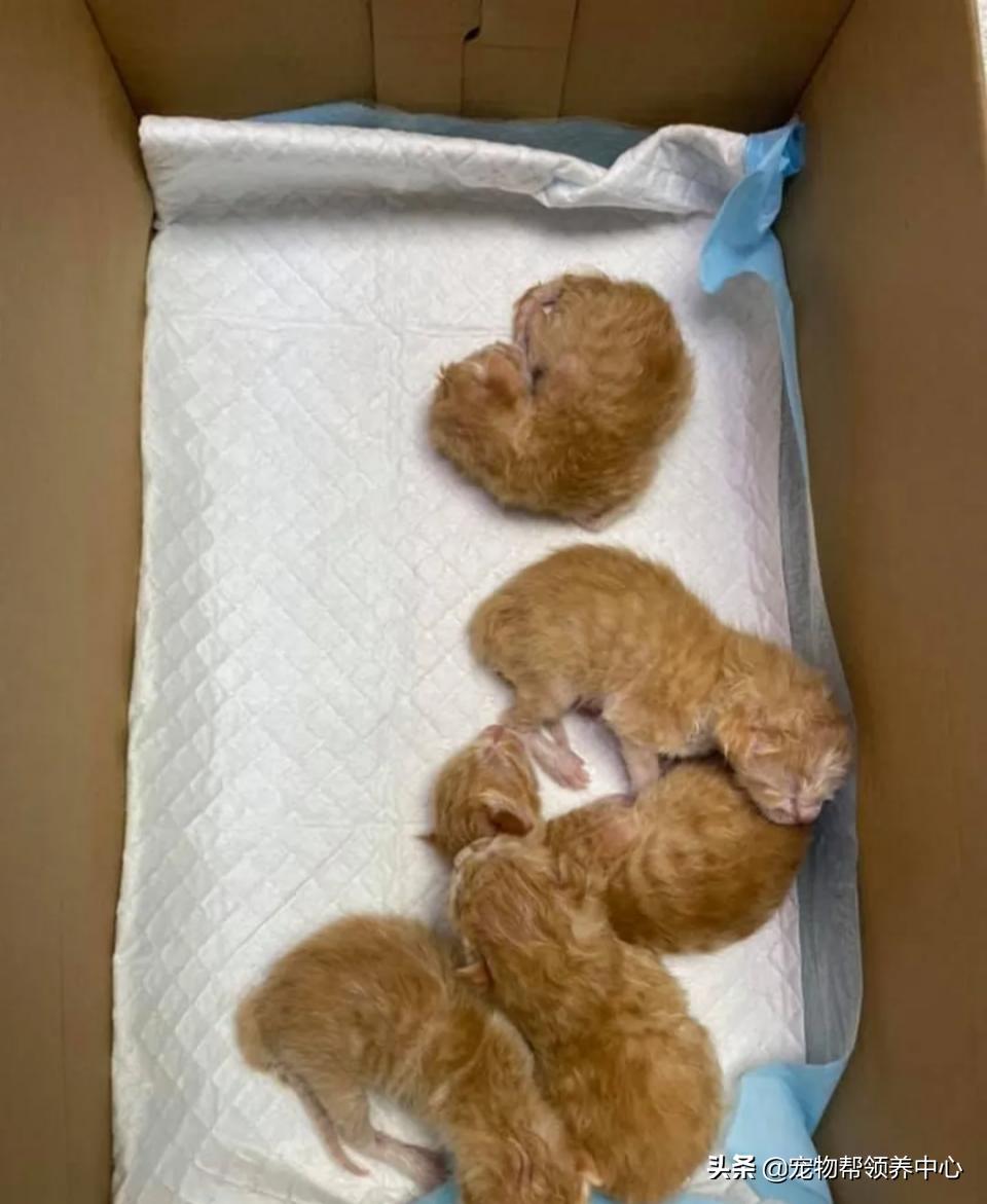 橘猫整日不出闺房却突然胎动？检查令爸崩溃：哪个死小子干的？