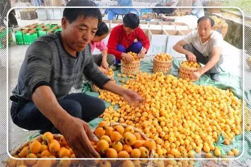 农村最新致富创业项目有哪些,致富门路创业项目