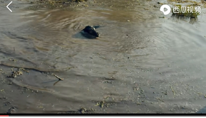 乌珠穆沁的孩子电影在线观看,乌珠穆沁的孩子怎么样