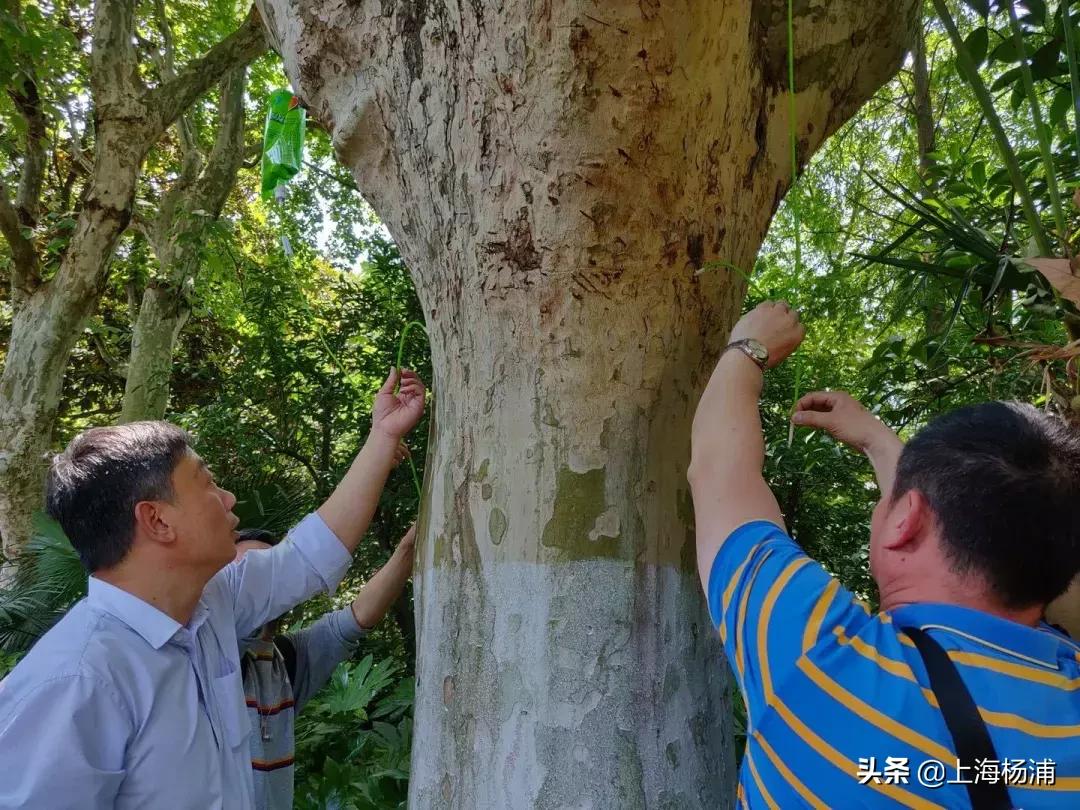 好稀奇,上海杨浦公园近况