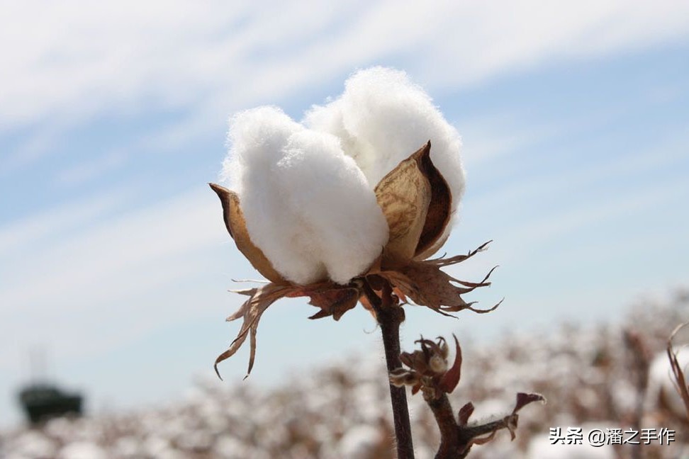 为什么棉质衣服会缩水,为什么棉质衣服容易烂