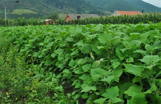 雪莲果怎么种植湖北阳新可种吗,雪莲果怎么施肥