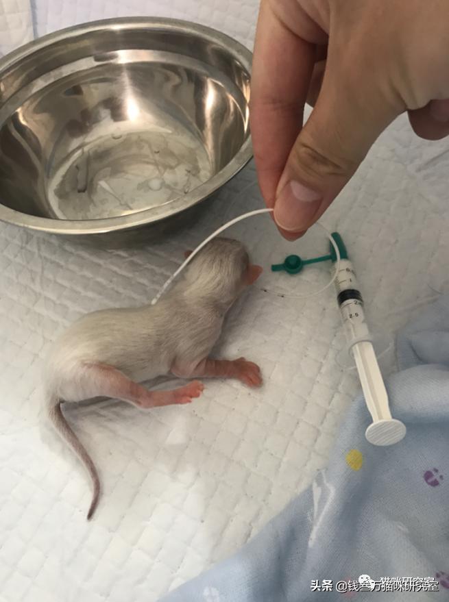 刚生的小猫母猫不在如何照顾,早产没长毛的小猫怎么救活