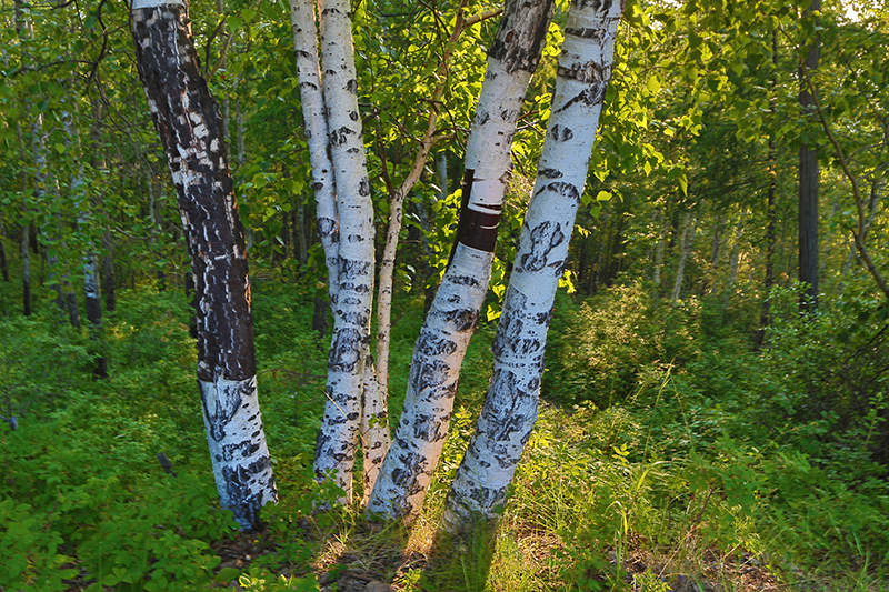 带你看美丽的呼伦贝尔大草原,呼伦贝尔大草原欣赏