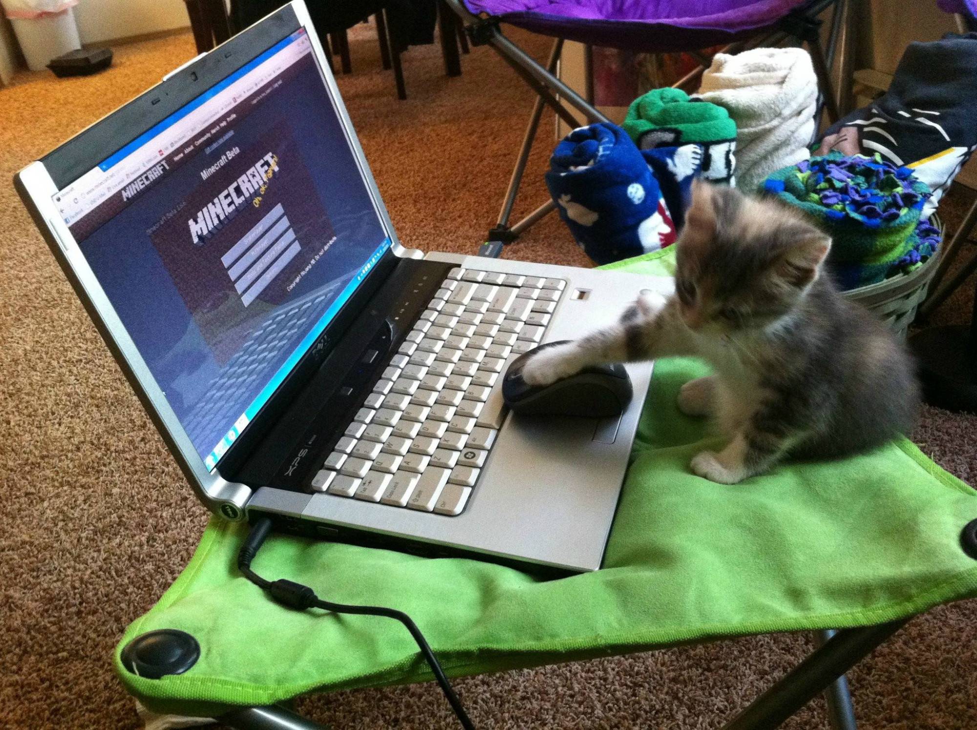 我的世界mc玩家们在池塘里养青蛙,我的世界养宠物模组推荐