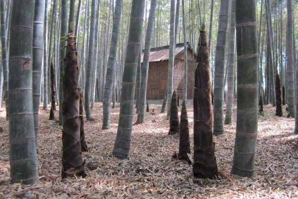 竹笋的种植技术和方法,杭州竹笋种植