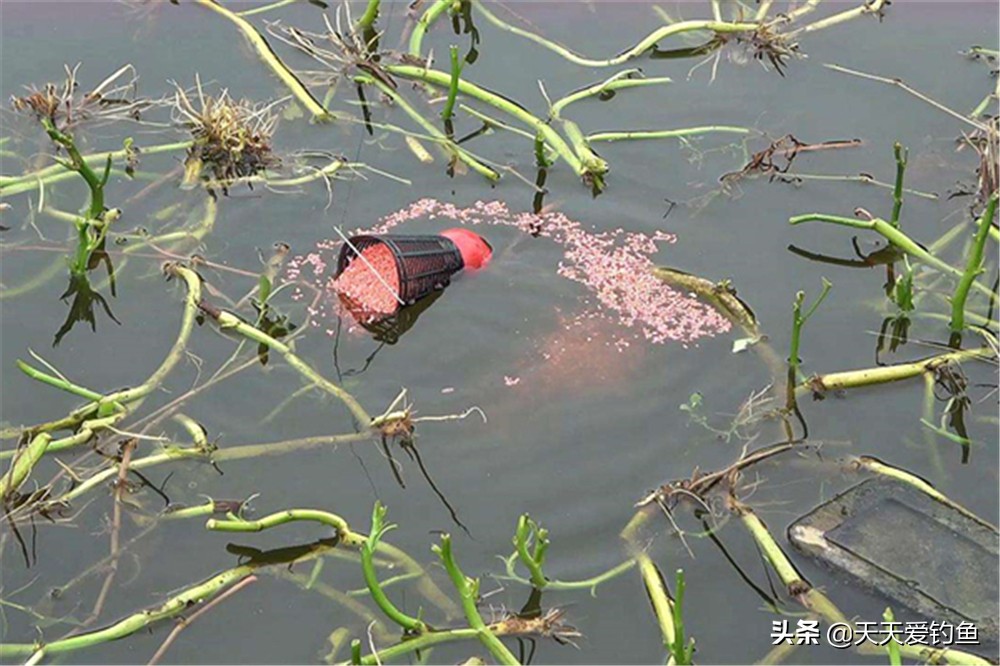 长期留鱼聚鱼的打窝方法,秋冬钓鱼怎么打窝来鱼多