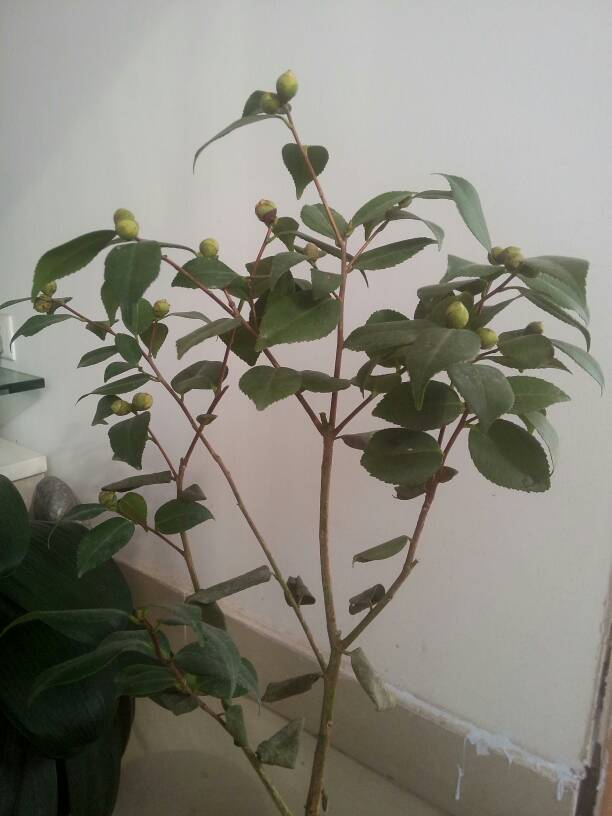 怎么能让茶花起死回生,茶花的黄叶掉叶有什么办法