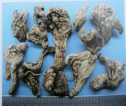 收敛止血的中成药有哪些,止血收敛的药有哪些