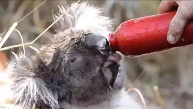 人类面临的生态困境包括哪,生态农业的可能性以及前景