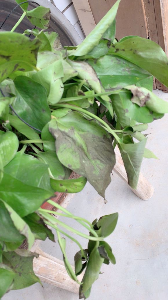 不会养绿萝怎么办,不会养花的看这8种花