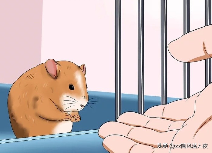 如何获得小仓鼠的信任,如何让小仓鼠信任你