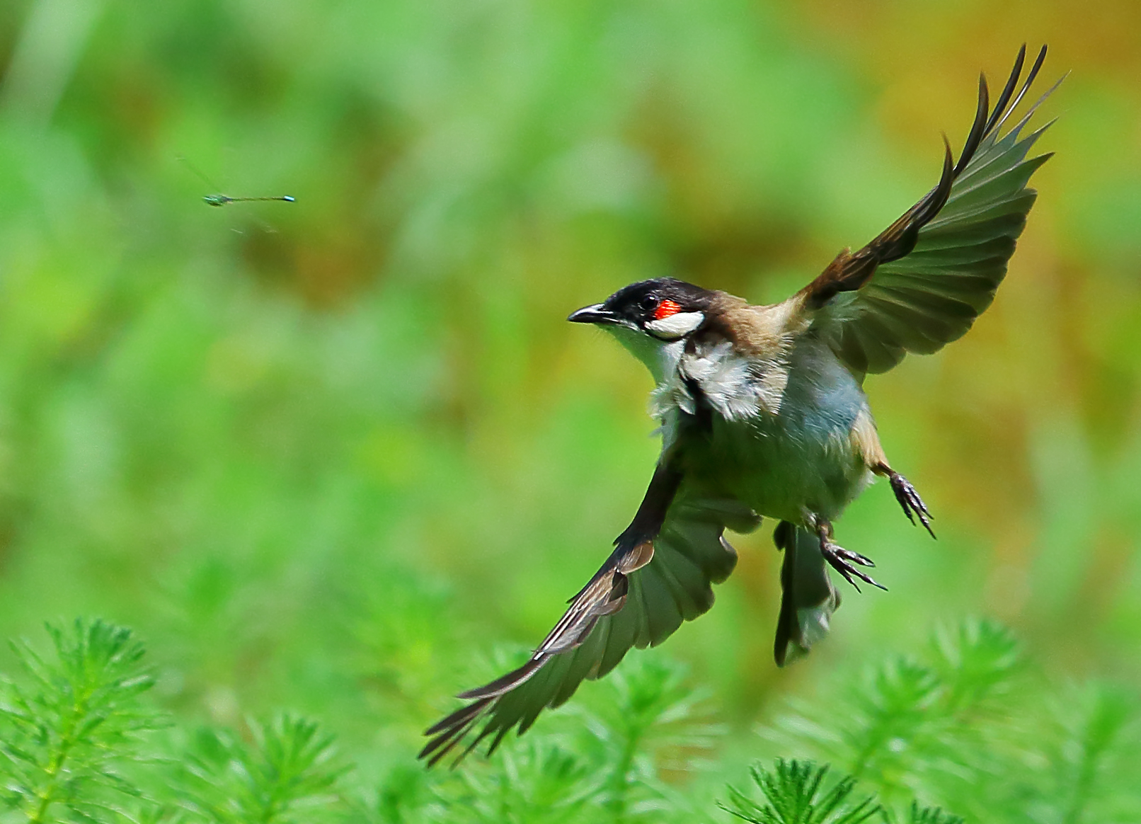 高清专业级拍鸟摄影机,顶级相机拍鸟