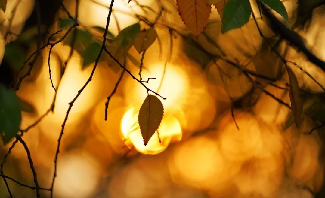 国医大师裘沛然是哪里人,裘沛然国医大师医案