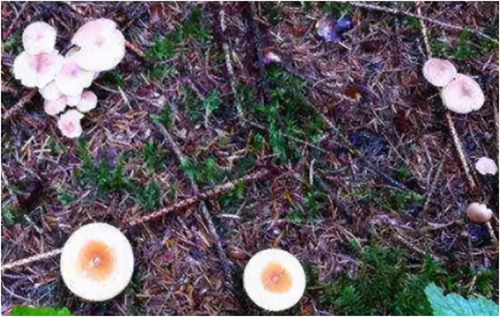 数学秒杀真的假的,数学秒杀技巧真的有用吗