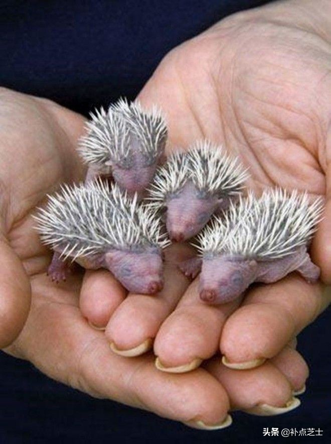 你还了解哪些关于刺猬的知识,查阅关于刺猬的资料了解他的习性