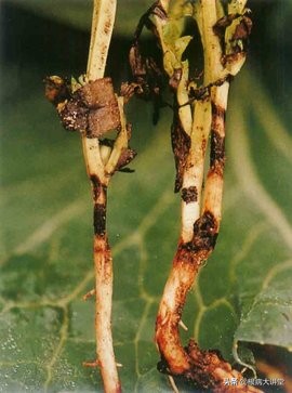 诺基尔：立枯病综合防治技术及治疗药剂大全，选对药很关键？