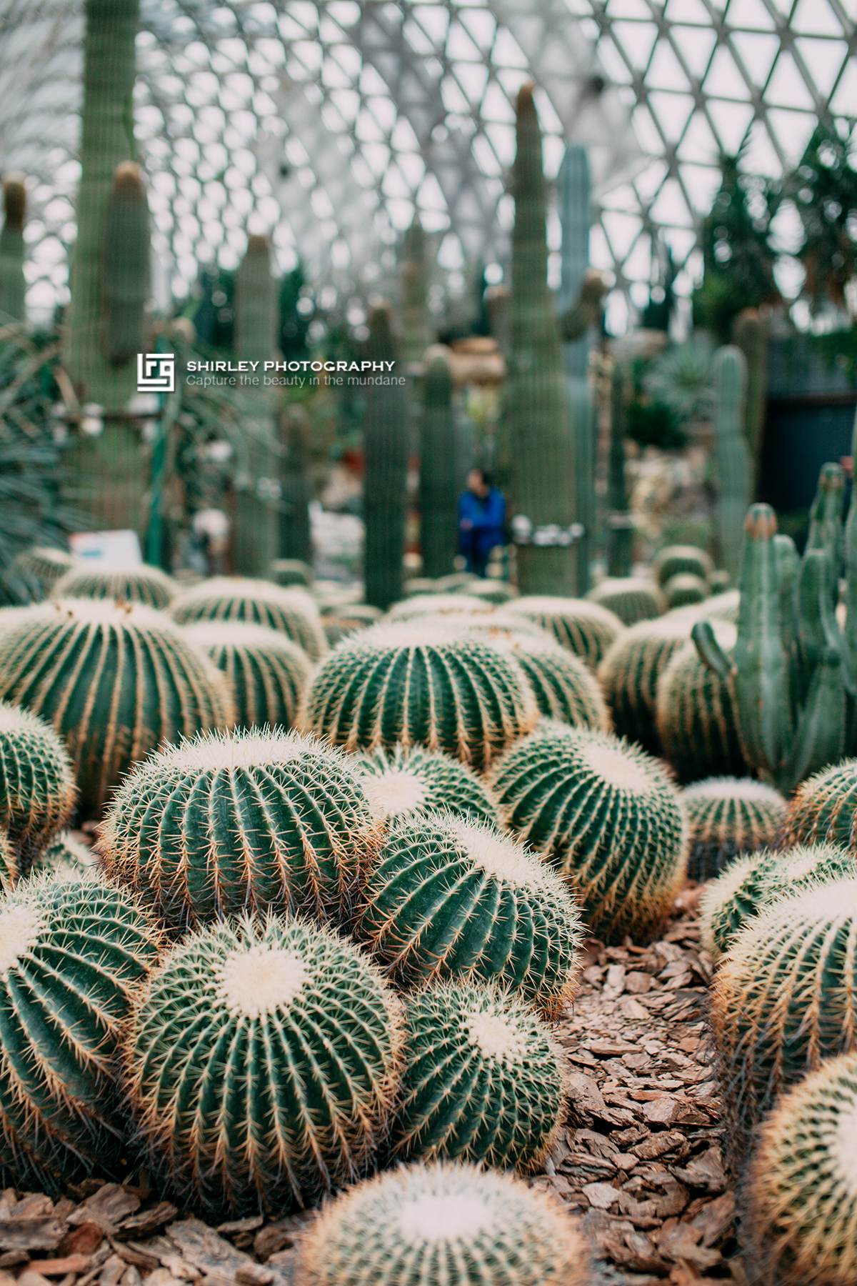 上海亲子旅游攻略迪士尼,上海迪士尼旅游推荐带孩子
