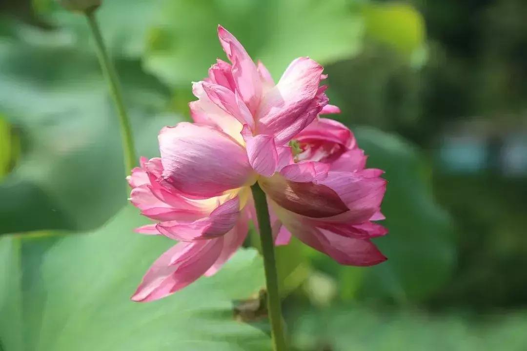 又到一年赏荷季又见荷花,广州莲花山荷花