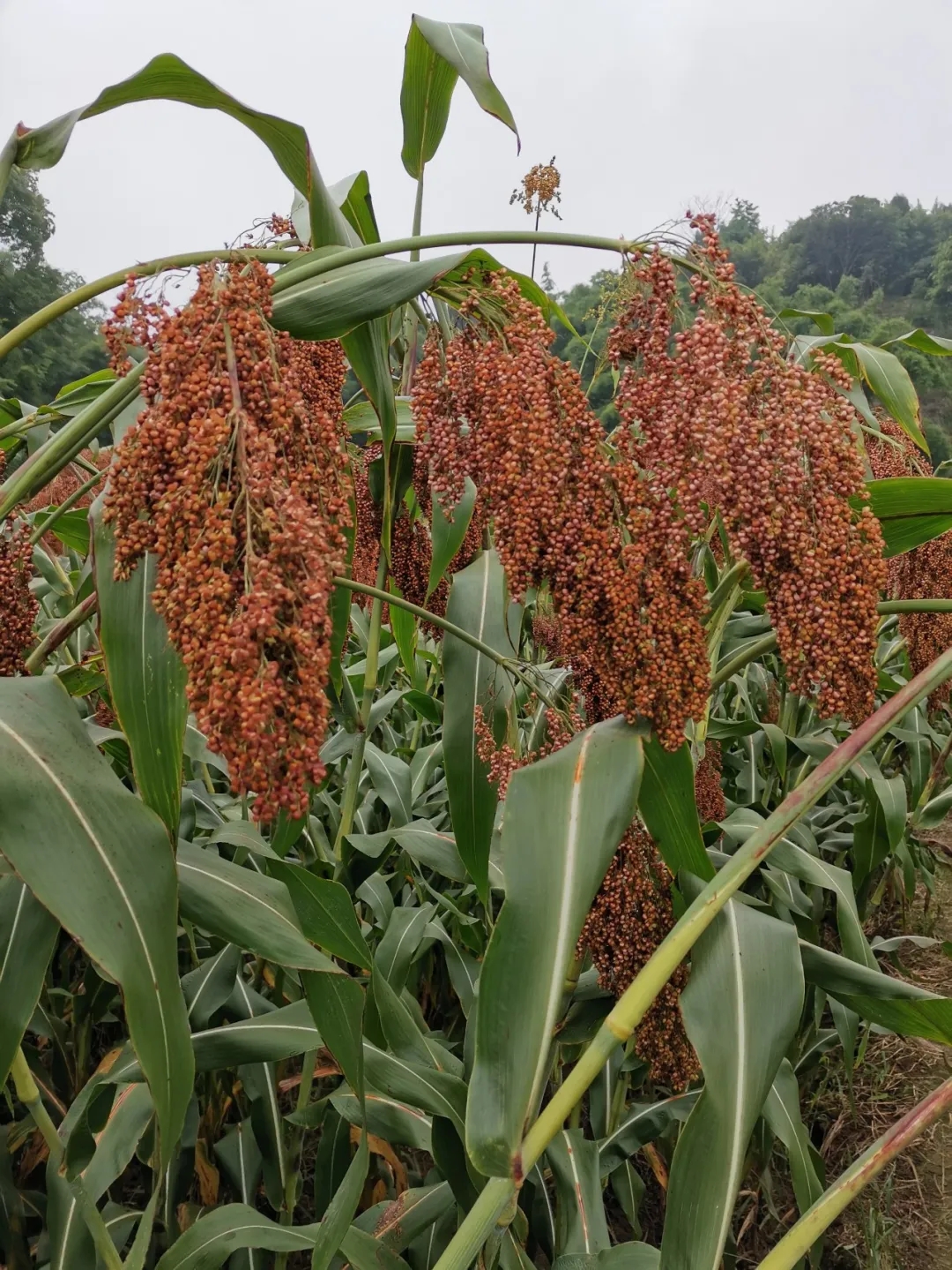 红了！红了！这些天的南充市嘉陵区龙蟠镇真的是“红遍天”了