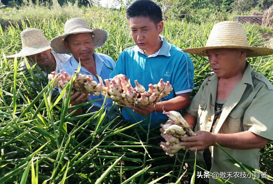 生姜种植技术和管理方法,生姜种植前期管理方法
