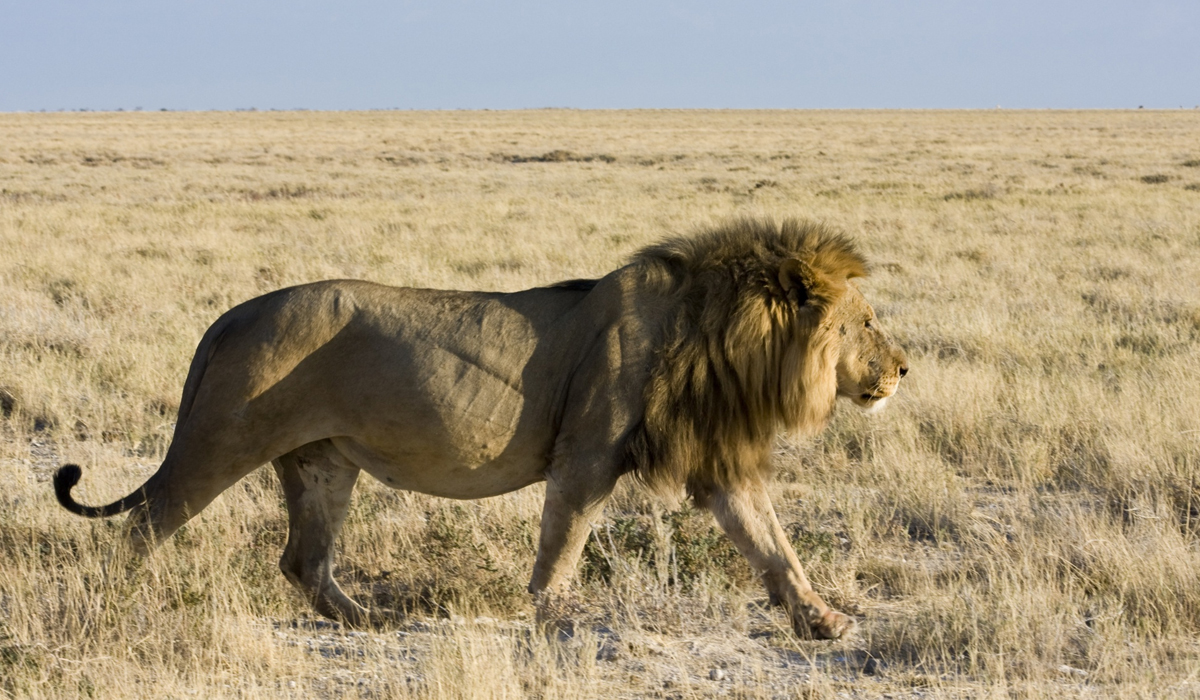 非洲野生动物中的五霸,实力应该如何排序?