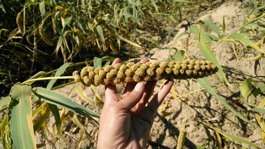 血糖高吃白色糙米饭血糖升高吗,喝白米稀饭血糖会升高吗