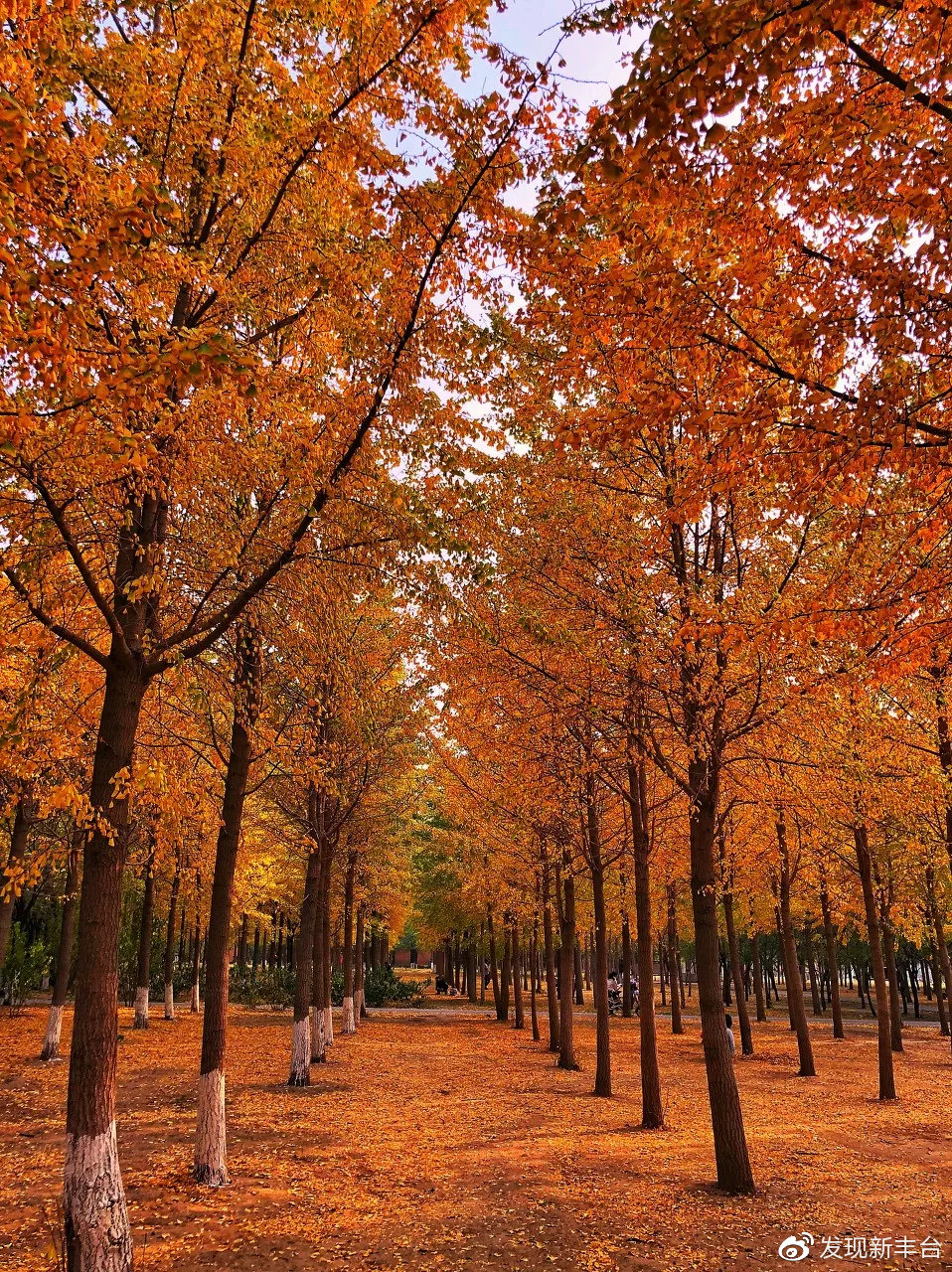 春夏秋冬银杏风景,旅游银杏是初冬最美的一道风景
