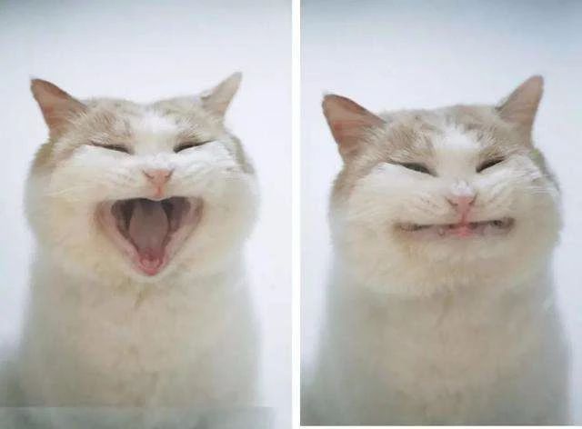 猫猫口炎是什么导致的,猫猫口炎反反复复怎么办